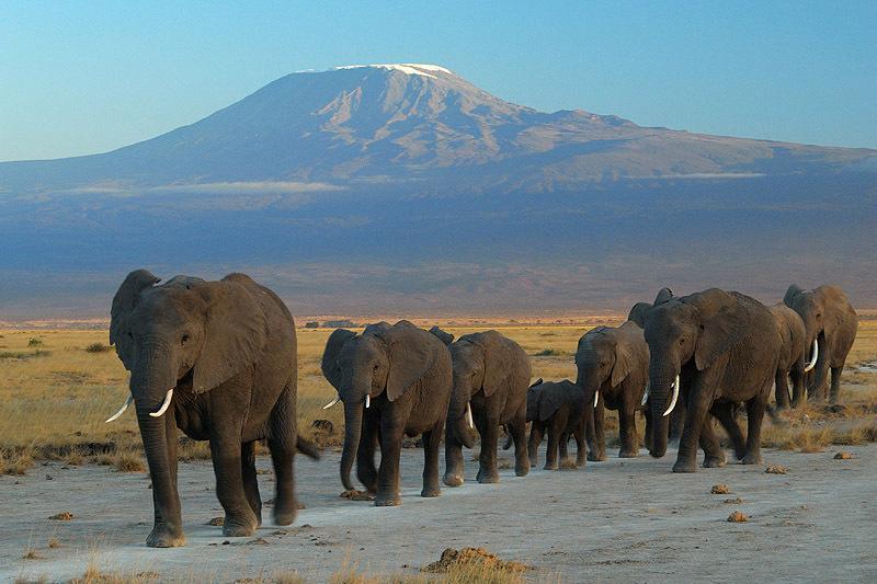 Отель Maasai Simba Camp Амбосели Экстерьер фото
