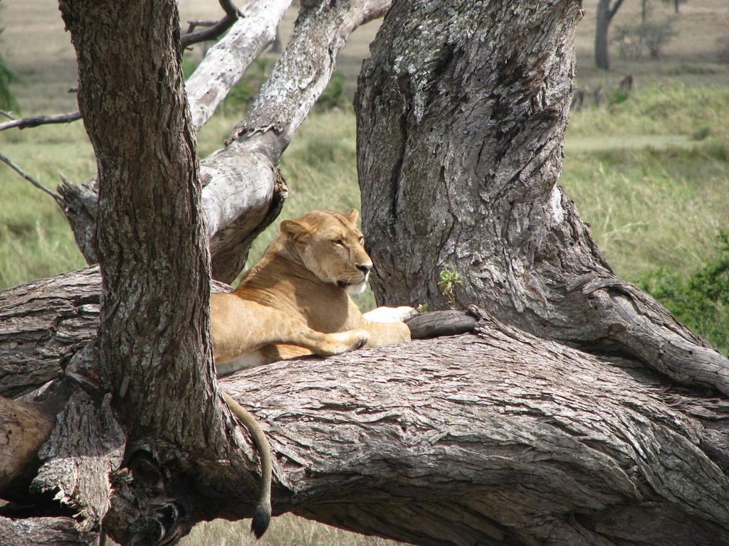 Отель Maasai Simba Camp Амбосели Экстерьер фото