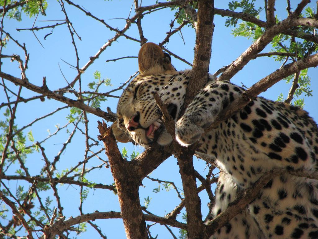 Отель Maasai Simba Camp Амбосели Экстерьер фото