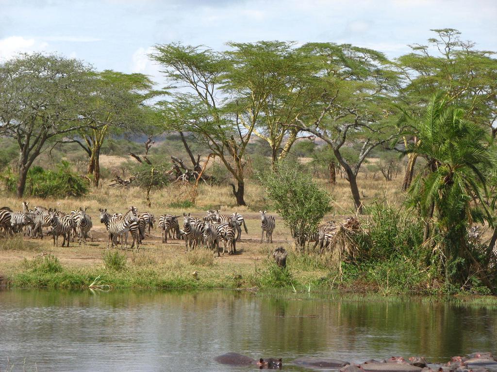 Отель Maasai Simba Camp Амбосели Экстерьер фото